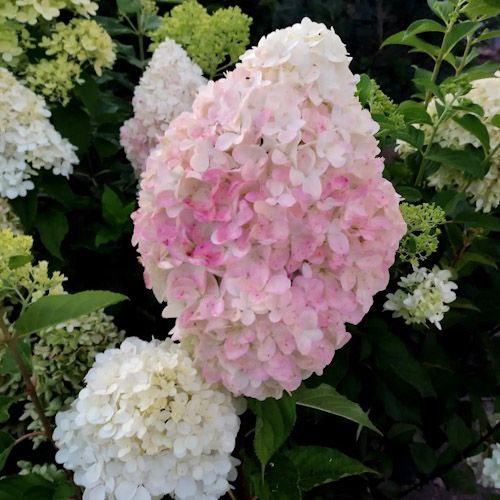 Гортензия метельчатая 'Ливинг Пинк Энд Роуз', Hydrangea ...