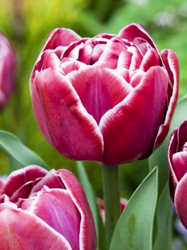 Тюльпан лилиецветный Пёрпл Дрим (Tulipa Lily Flowered Purple ...