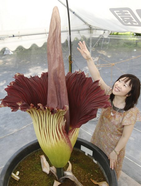 Аморфофаллус титанический (Amorphophallus titanum) Растение с ...