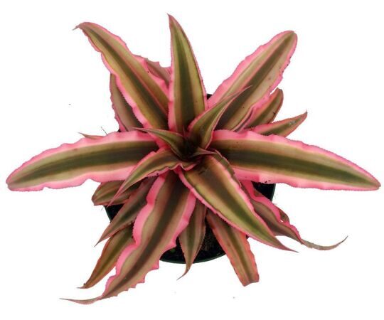 Растение ⌀ 6 Cryptanthus BIVITTATUS 'PINK STARLIGHT ...