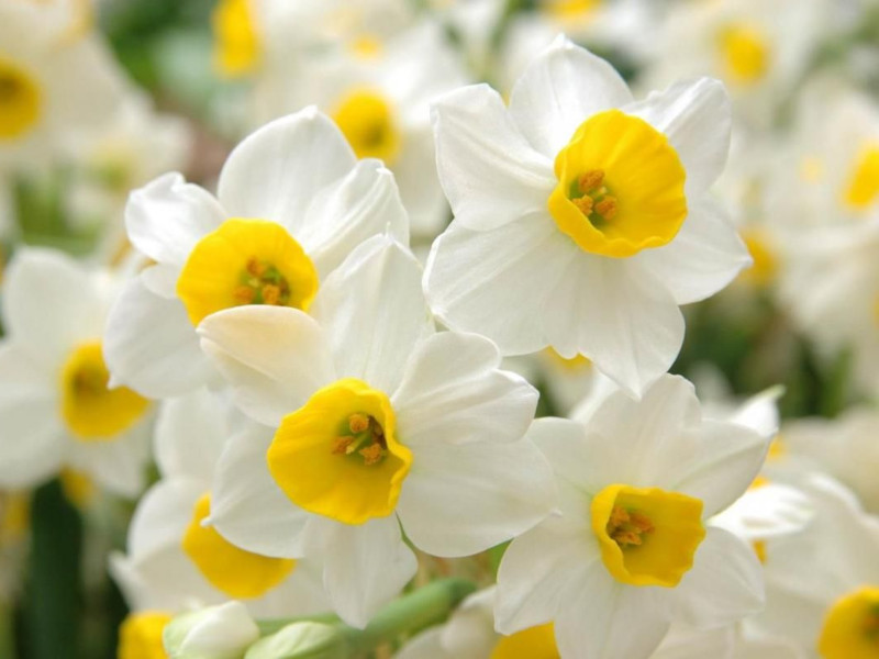 Narcissus sp avalanche | NARBLA | Narcissus | More flowers ...