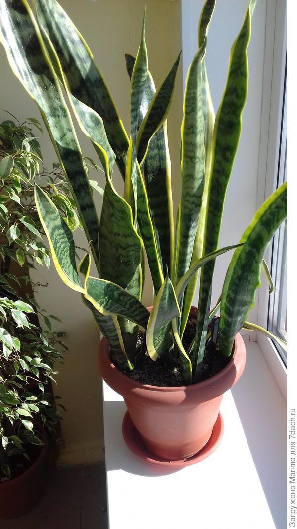 Сансевиерия - Sansevieria: фото, условия выращивания, уход и ...