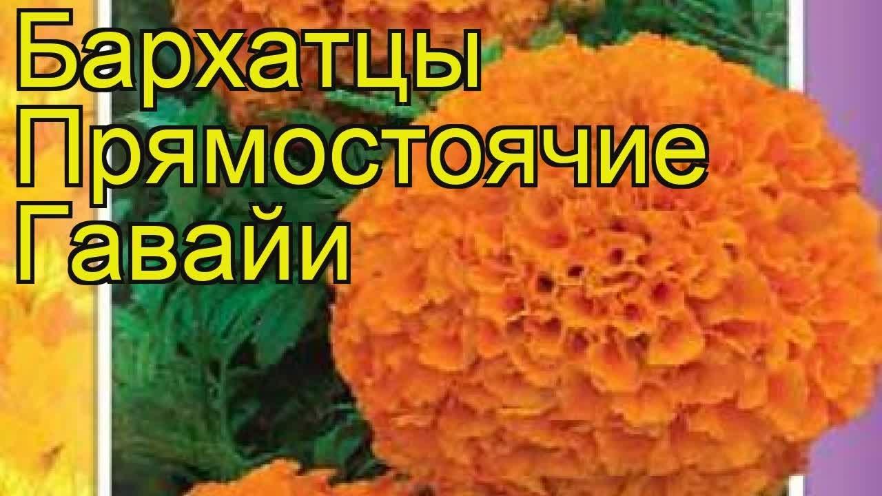 Бархатцы Гавриш Однолетние цветы для ...