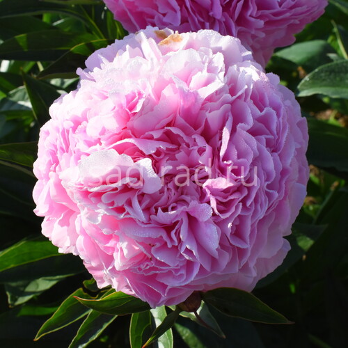 вналичиивмоскве Пион Дрезден Пинк Paeonia Dresden Pink Wild ...