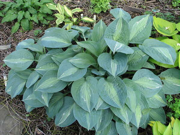 Hosta Kiwi Full Monty | Hosta | Hosta | Green Outdoor ...