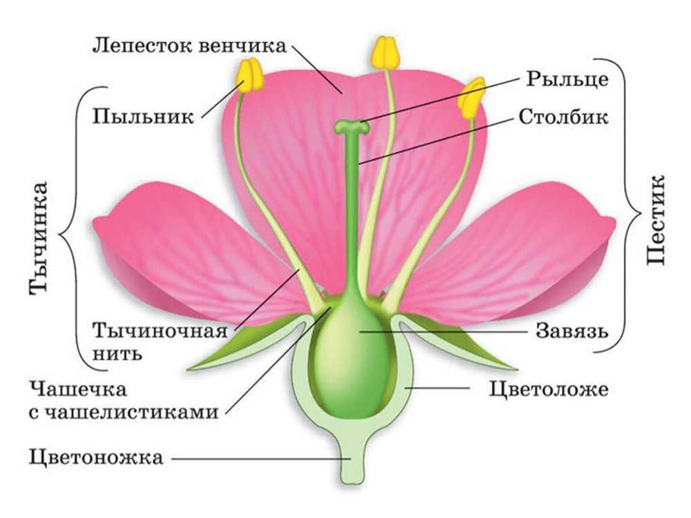 Демонстрационная модель из пластика 