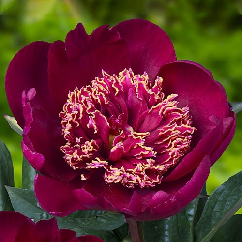 Paeonia lactiflora, 'Sword Dance' herbaceous peony PICK UP ...