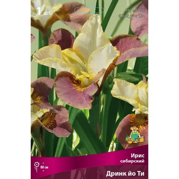 Iris sibirica Miss Apple Ирис сибирский Мисс Эпл