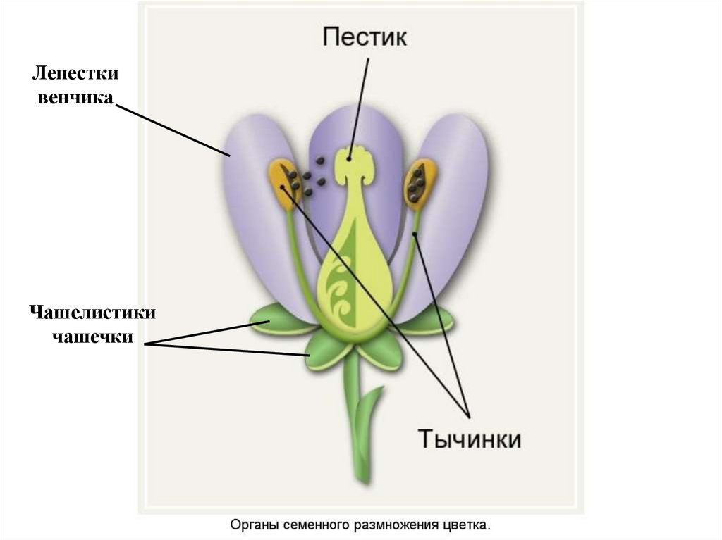 Модель цветка гороха - Строникум