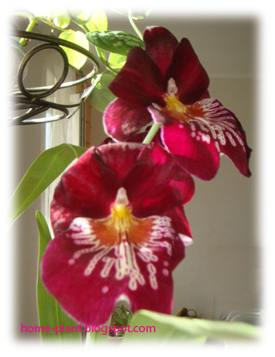 Орхидея Miltoniopsis - огромный выбор ...