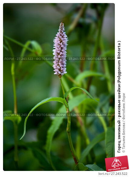 Горец змеиный Polygonum bistorta L. Семейство Polygoniaceae ...