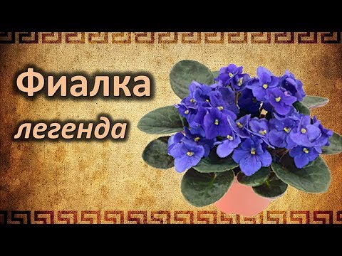 Семена анютины глазки Семко Галина ...