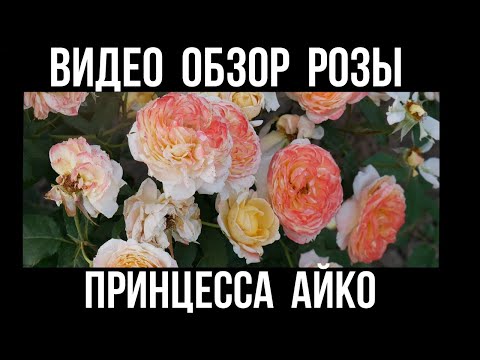 Роза Принцесса Айко. (Princess Aiko) Ч/Г Японка купить в ...