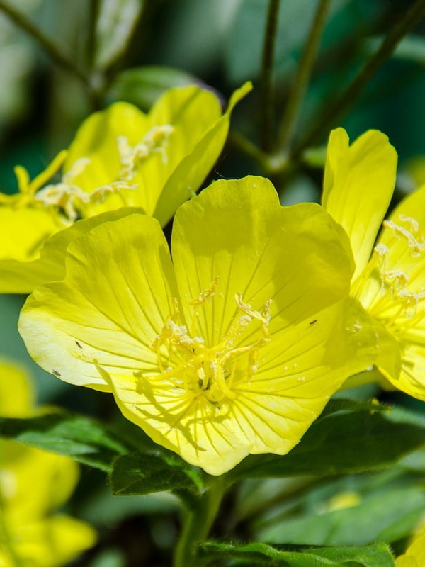 Ослинник Глазиу (Oenothera glazioviana) - PictureThis