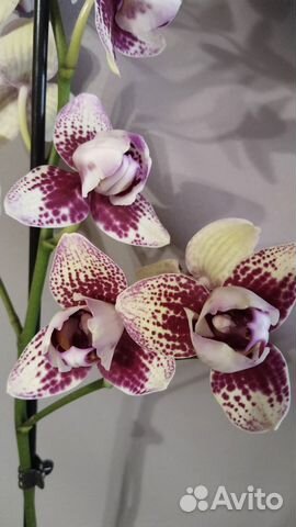 Phal. Elegant Dream Diamond 'Brazil' (Орхідея, Підлітки ...