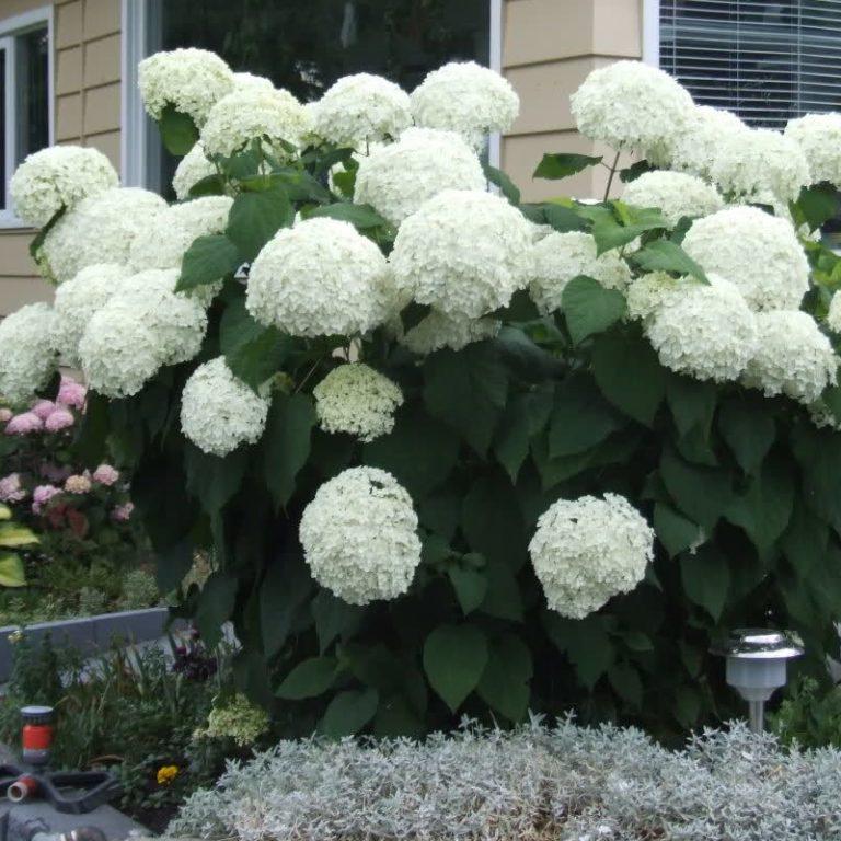 Купить Гортензия древовидная Аннабель Hydrangea arborescens ...