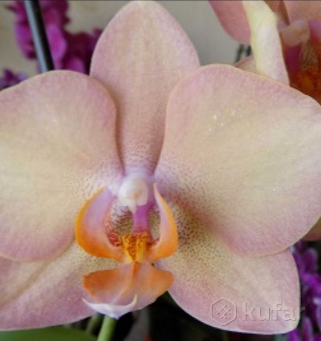 Phal. Legato (орхидея фаленопсис Легато ...