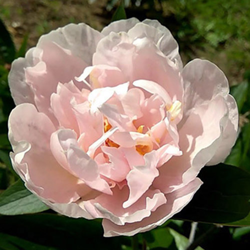 Pink Vanguard peony | Available all year round | Free qoute