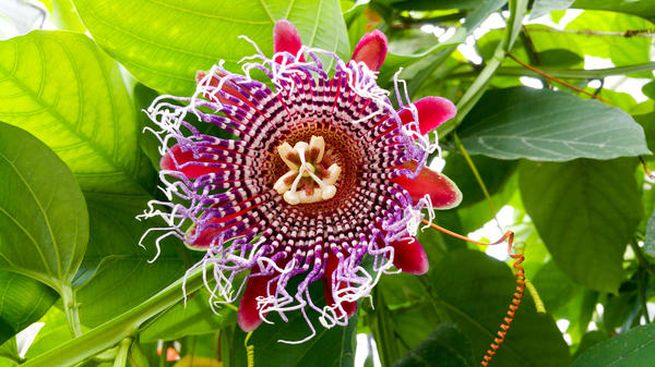 Passiflora QUADRANGULARIS (Пассифлора, Страстоцвет): купить 3 ...