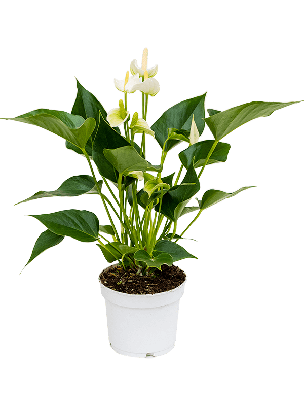 Anthurium 'White Champion' 17cm - Cowell's Garden Centre ...