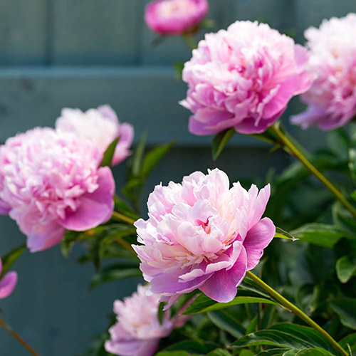 Pink Giant peony | Available all year round | Free qoute