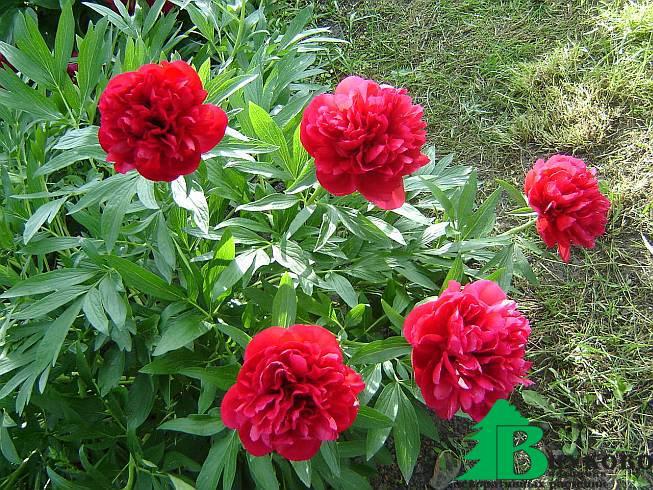 Пион лекарственный Рубра Плена (Paeonia officinalis Rubra ...