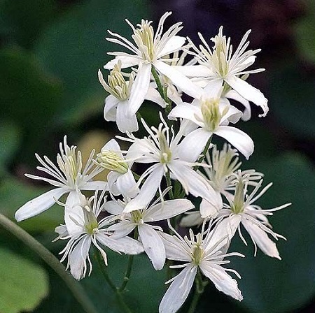 Саженцы Клематис виноградолистный Радость Путника (Clematis ...