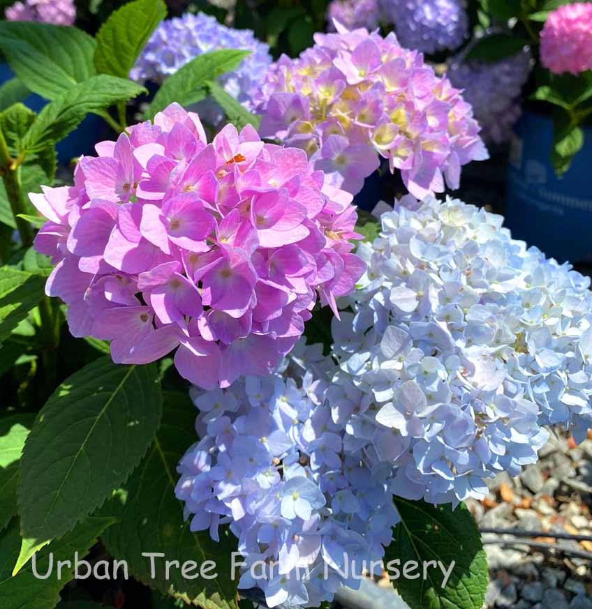 My Endless Summer hydrangea 'The ...