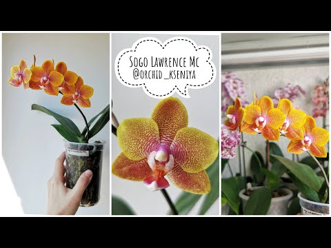 Phal. Sogo Lawrence butterfly 🧡 Яркая рыжая восковая орхидея ...