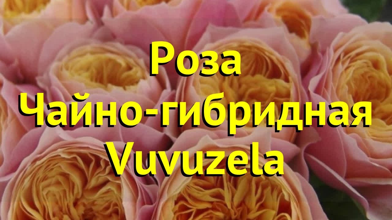 Роза Вувузела Голд (Golden Vuvuzela) купить с доставкой по ...