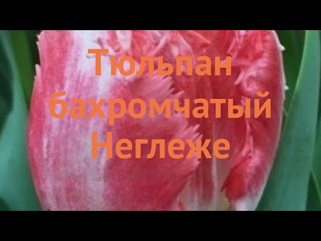 Моя коллекция тюльпанов 2023. Часть 1. My collection of ...