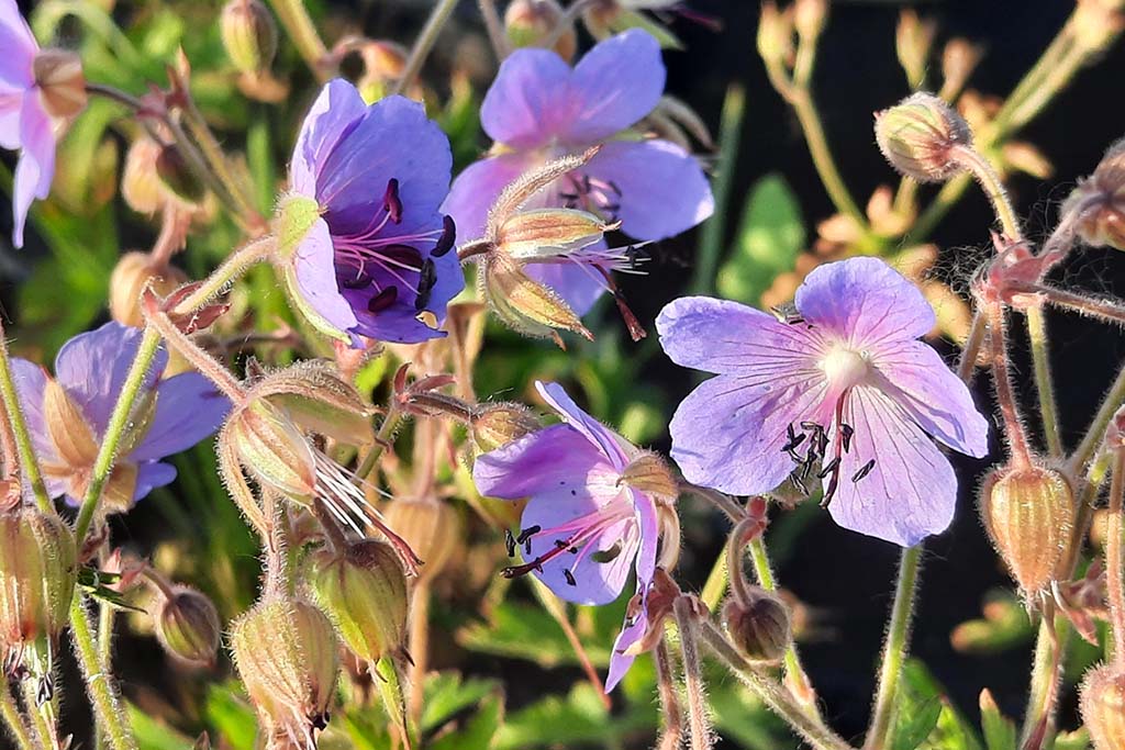 Герань лесная (Geranium sylvaticum L.)