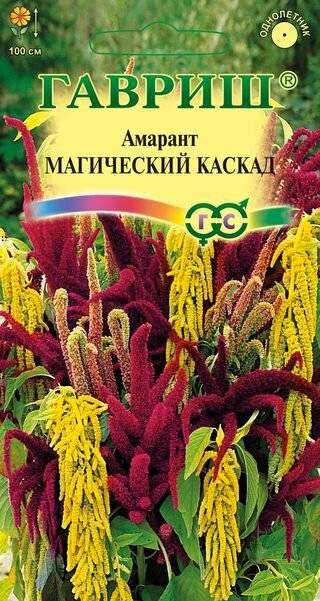 Амарант: полезные свойства и особенности выращивания в саду