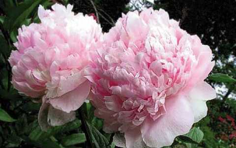 Пион Ангел Чикс Paeonia lactiflora Angel Cheeks 2/3n 1шт ...