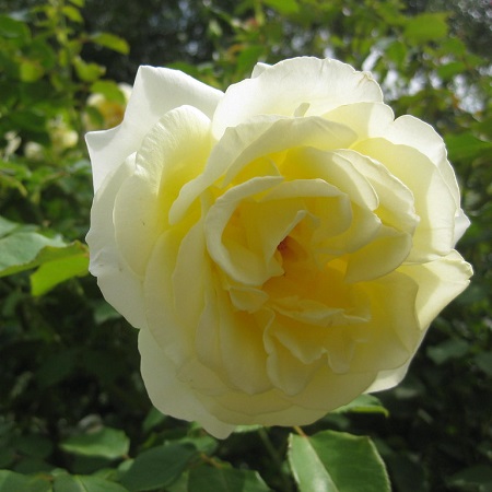 Elina Rose - Hybrid Tea - Very Fragrant – Heirloom Roses