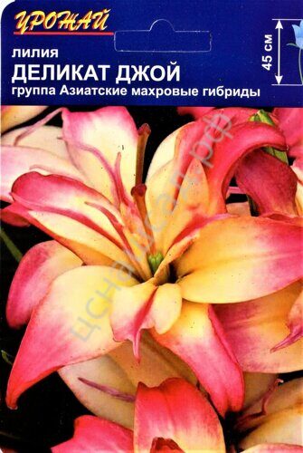 Лилия Азиатская Центерфолд в Москве - интернет-магазин Мартин-Сад