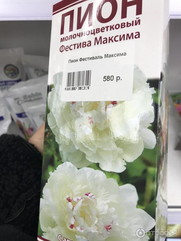 Пион Фестива Максима 