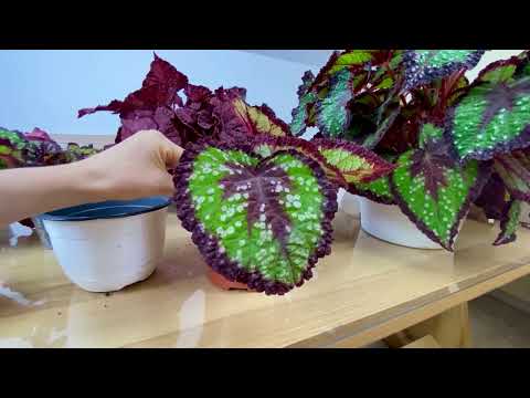 Hanging Basket with Red Begonia