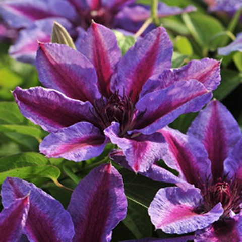 Clematis 'Innocent Glance' PBR - GARDENIDEA