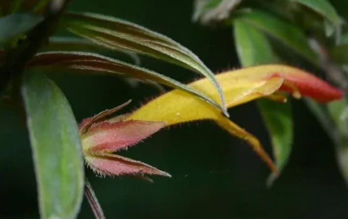 Колумнея славная, купить, Columnea gloriosa, заказать почтой ...