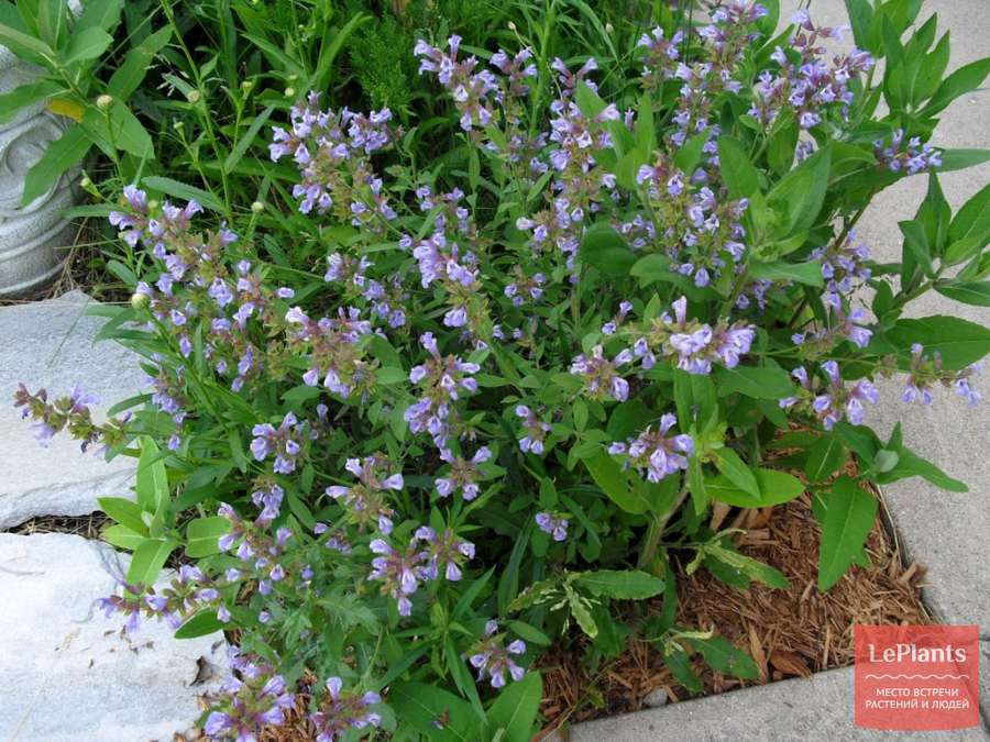 Шалфей лекарственный (Salvia officinalis)