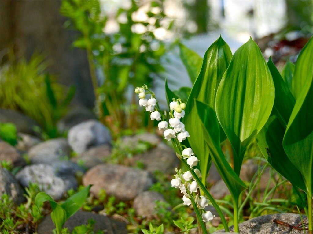 Легенда о ландыше — FloweryVale.ru