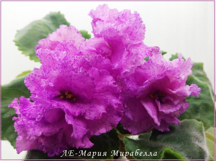 фиалка Мария (Дадоян) сп - Land Flowers