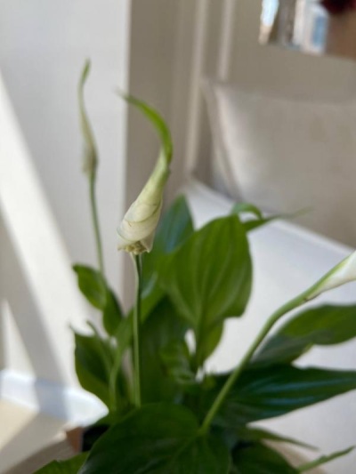 Спатифиллумы уход, фото, названия - spathiphyllum - rasteniya ...