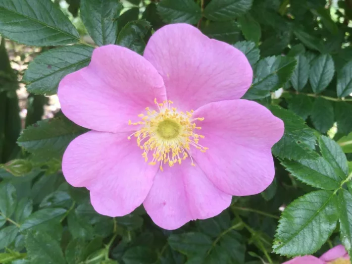 Virgínia Fonseca aposta em peruca rosa e comemora a marca de ...