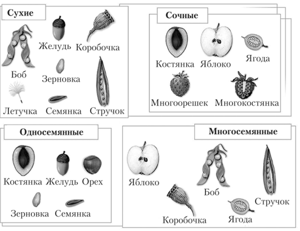 Какие органы растений относят к вегетативным, а какие к ...