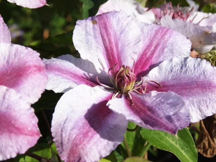 CLEMATIS DARIUS HARDY Perennial Garden Plant Climber Plant 9 ...