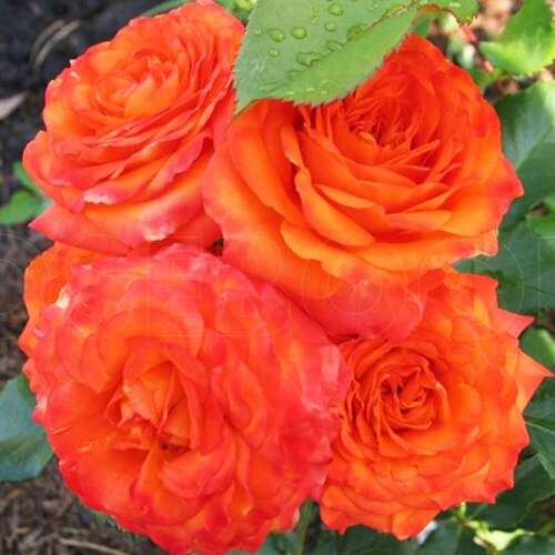 Jual Mawar Floribunda Orange (baby Orange) Di Seller ...