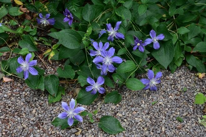 Клематис Ниобе (Clematis Niobe) купить в Москве по низкой ...