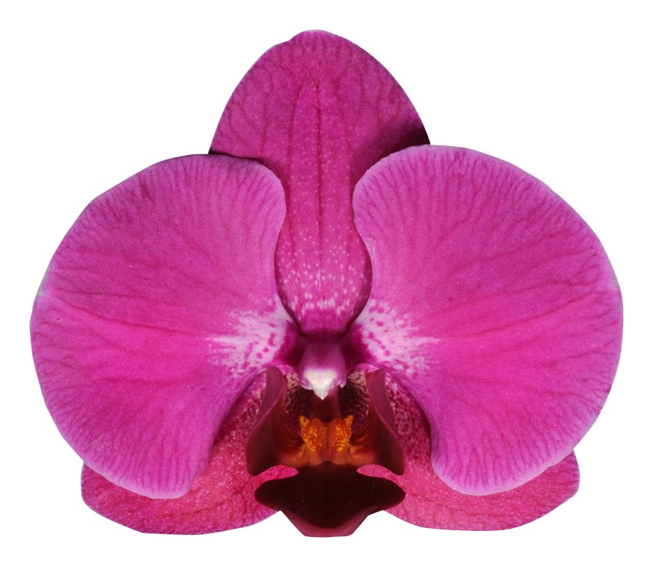 Весенние бабочки. Орхидеи Phalaenopsis Stellenbosch ...